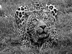 Leopards, grass