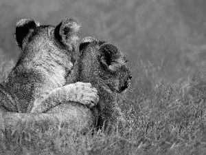 grass, Lion, Lioness