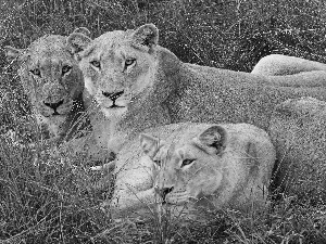 grass, Three, lions