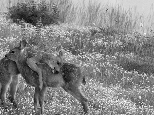 Two, deer, grass, little doggies