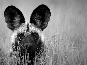 Lycaon, ears, grass, Big