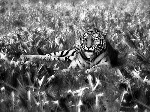 lying, Flowers, grass, tiger