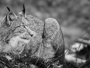 Lynx, grass