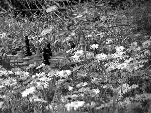 chess, daisies