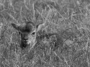 grass, deer, Meadow