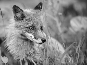 grass, Fox, Meadow