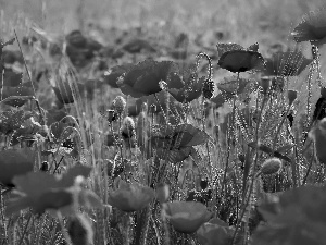 grass, papavers, Meadow