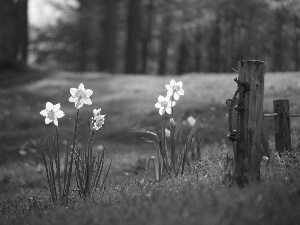 trees, viewes, car in the meadow, grass, narcissus