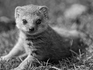 mongoose, grass