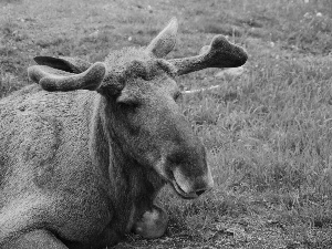 moose, grass