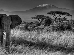 trees, Elephant, grass, Mountains, viewes, india