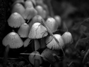 mushrooms, grass