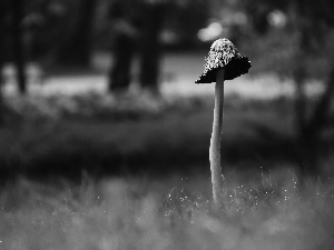 Mushrooms, leg, grass, Hat