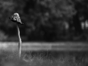 Mushrooms, leg, grass, Hat