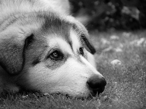 grass, Puppy, muzzle