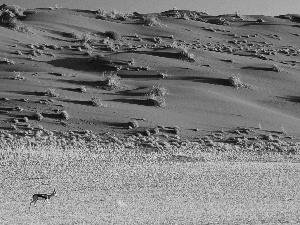 Clumps, Desert, grass, Namibia, dry, Antelope