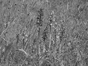 orchids, grass