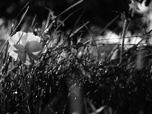 grass, Yellow, pansy