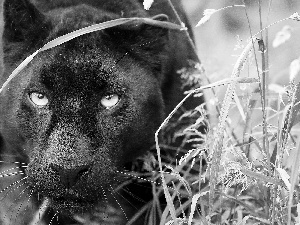 grass, black, Panther