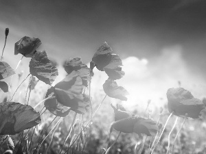 papavers, clouds, grass, Meadow