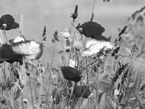 grass, color, papavers