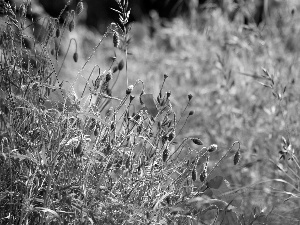 papavers, grass