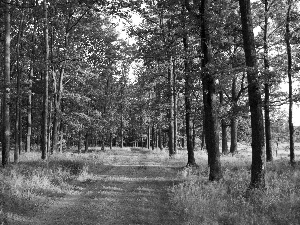 grass, Path, trees, viewes, forest