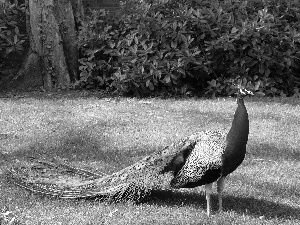 peacock, tail, grass, complex