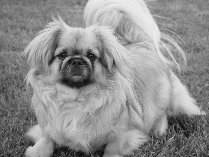 pekinese, grass