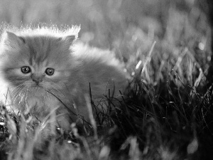 grass, kitten, persian