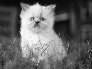 grass, kitten, persian