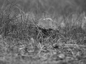 Pink, Mushrooms, grass, toadstool