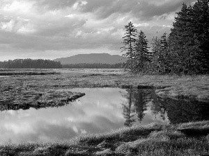 flood plain, Yellow, grass