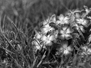 grass, Violet, primrose