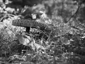 Macrolepiota Procera, Mushrooms, grass, owl