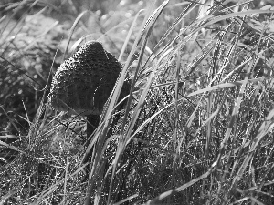 Macrolepiota Procera, Mushrooms, grass, owl