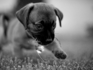 Bullmastiff, puppie, grass