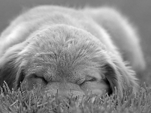 grass, sleepy, puppie