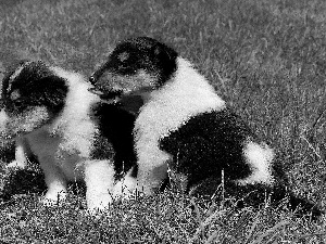 Dogs, grass, Scottish Shepherd, puppies