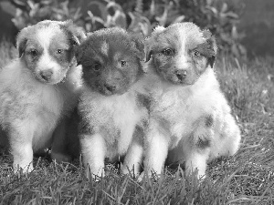 Three, Australian Shepherds, Australian Shepherd, puppies