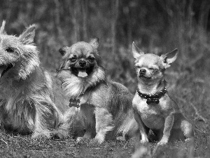 grass, Three, puppies