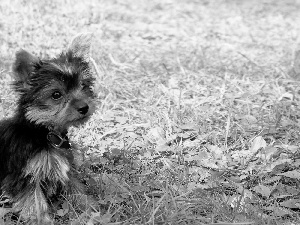 grass, dog, Puppy