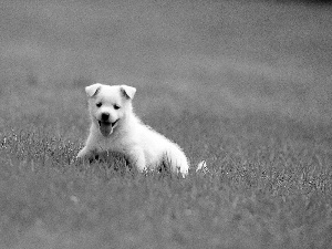 grass, White, Puppy