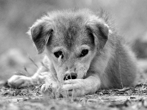 Puppy, grass