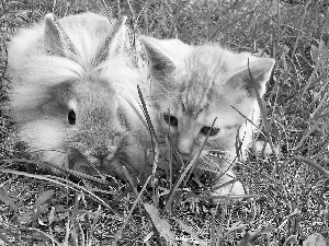 grass, kitten, Rabbit