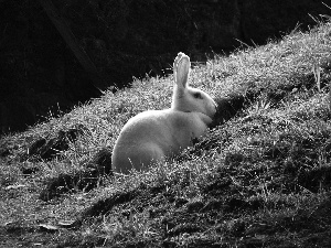 grass, White, Rabbit