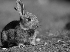rabbit, grass