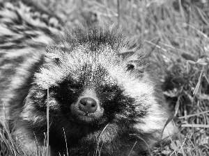 raccoon, grass