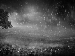 grass, trees, Rain