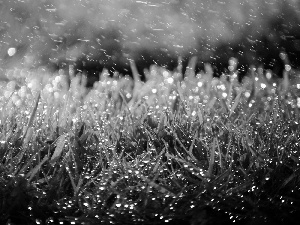 Rain, grass